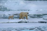 IJsbeer Spitsbergen (4)