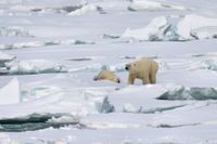 IJsbeer Spitsbergen (5)