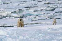 IJsbeer Spitsbergen (6)