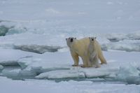 IJsbeer met jong Spitsbergen