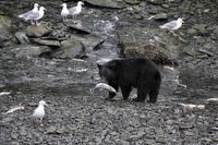 Zwarte beer Alaska (2)